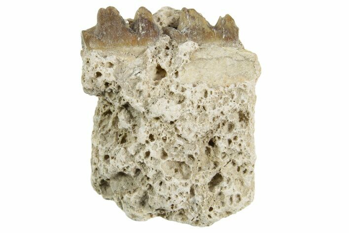 Fossil Horse (Mesohippus) Jaw Section - South Dakota #365184
